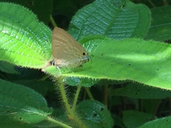 Deudorix epijarbas cinnabarus