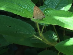 Deudorix epijarbas cinnabarus