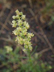 Reseda lutea