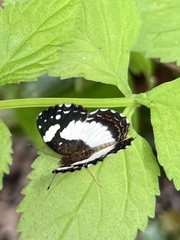 Janatella leucodesma
