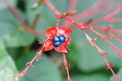 Clerodendrum japonicum