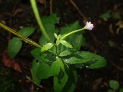 Epilobium montanum