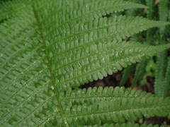 Dryopteris filix-mas
