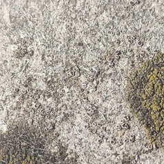 Myriolecis crenulata