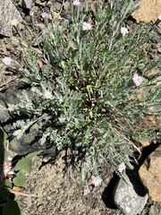 Chaenactis thompsonii