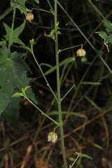 Hibiscus zanzibaricus
