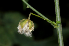 Hibiscus zanzibaricus