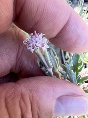 Chaenactis thompsonii