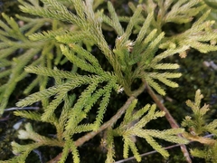 Austrolycopodium paniculatum