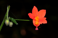 Hibiscus zanzibaricus