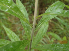 Solidago gigantea