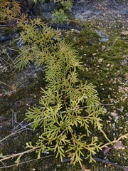 Austrolycopodium paniculatum