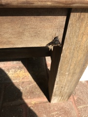 Xenox tigrinus