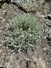 Chaenactis thompsonii