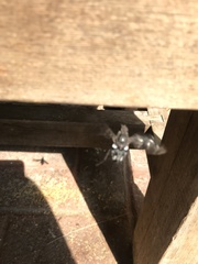 Xenox tigrinus