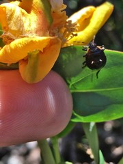 Cermatulus nasalis hudsoni