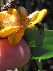 Cermatulus nasalis hudsoni