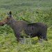 Eastern Moose - Photo (c) Michael J. Oldham, some rights reserved (CC BY-NC), uploaded by Michael J. Oldham