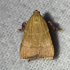 Parachma ochracealis