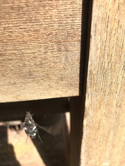 Xenox tigrinus