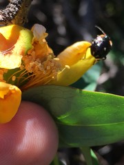 Cermatulus nasalis hudsoni