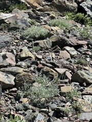 Chaenactis thompsonii