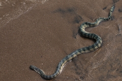 Hydrophis schistosus