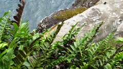 Polypodium scouleri