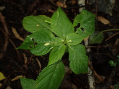 Impatiens parviflora