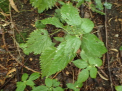 Urtica dioica