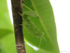 Photiomantis planicephala