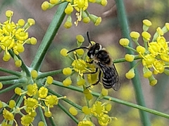 Colletes