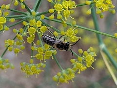 Colletes