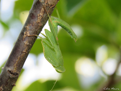 Photiomantis planicephala