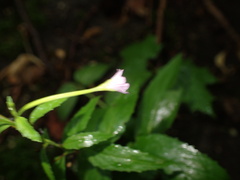 Epilobium montanum