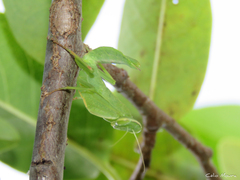 Photiomantis planicephala
