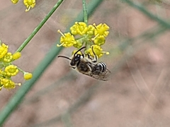 Colletes