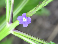 Stachytarpheta angustifolia