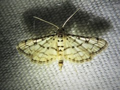 Hileithia rehamalis