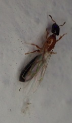 Myrmelachista ramulorum