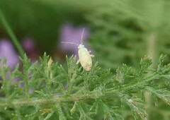 Megalocoleus molliculus