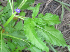 Stachytarpheta angustifolia