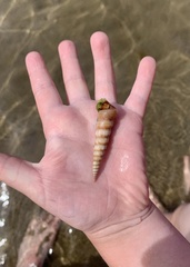 Turritellinella tricarinata