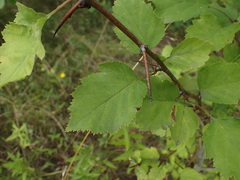 Crataegus pedicellata