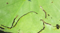 Polypedilum braseniae