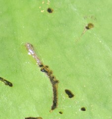 Polypedilum braseniae