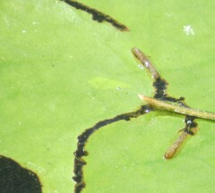 Polypedilum braseniae