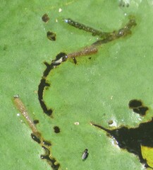 Polypedilum braseniae