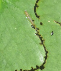 Polypedilum braseniae