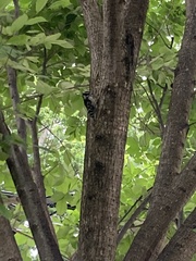 Dryobates pubescens